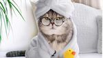 Gemasnya Benson, Kucing yang Selalu Sadar Kamera