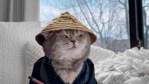 Gemasnya Benson, Kucing yang Selalu Sadar Kamera