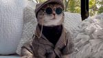 Gemasnya Benson, Kucing yang Selalu Sadar Kamera