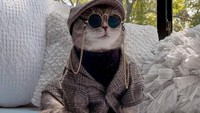 Benson dipakaikan beragam pakaian layaknya anak kecil. Dia juga dipakaikan topi, kalung, syal hingga kacamata.