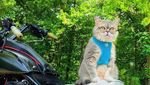 Gemasnya Benson, Kucing yang Selalu Sadar Kamera