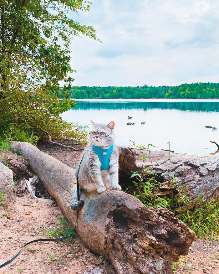 Benson si kucing gemas Benson si kucing gemas
