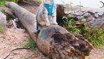 Gemasnya Benson, Kucing yang Selalu Sadar Kamera