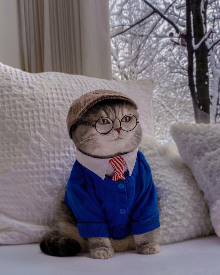 Benson si kucing gemas