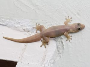 7 Fakta Unik Cicak Transparan yang Sering Muncul di Rumah dan Cara Mengusirnya