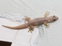 Mau Kaya Raya dari Cicak? Begini Caranya!