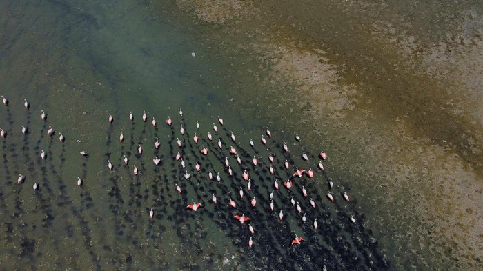 Danau Uru Uru Bolivia, Rumah Bagi Burung Flamingo Tercemar Sampah Volunteers take part in a campaign to clean the banks of Lake Uru Uru, in Oruro, Bolivia October 5, 2024. REUTERS/Claudia Morales