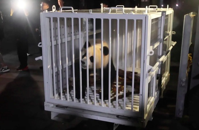 Dua panda raksasa tiba di Waashington DC