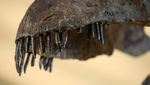 Fosil Apatosaurus Terbesar dan Terlengkap Ini Bakal Dilelang