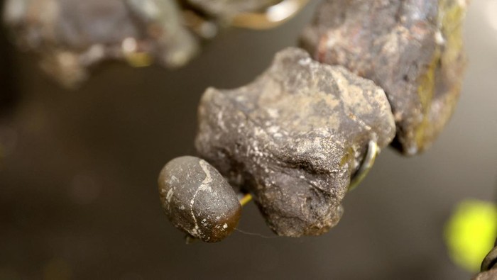 Vulcain, a fossilized Apatosaurus dinosaur, which, according to auctioneers is the largest and most complete dinosaur skeleton ever to come to auction, is displayed before its auction by French auction houses Collin du Bocage and Barbarossa at the Chateau de Dampierre in Dampierre-en-Yvelines, near Paris, France, October 11, 2024. REUTERS/Noemie Olive    REFILE - REMOVING AGE OF FOSSIL AND CLARIFYING ADDITIONAL INFORMATION