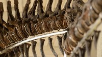 Nantinya kerangka dinosaurus ini akan dilelang oleh balai lelang Prancis Collin du Bocage dan Barbarossa di Chateau de Dampierre, Prancis.  