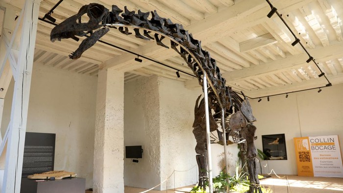Vulcain, a fossilized Apatosaurus dinosaur, which, according to auctioneers is the largest and most complete dinosaur skeleton ever to come to auction, is displayed before its auction by French auction houses Collin du Bocage and Barbarossa at the Chateau de Dampierre in Dampierre-en-Yvelines, near Paris, France, October 11, 2024. REUTERS/Noemie Olive REFILE - REMOVING AGE OF FOSSIL AND CLARIFYING ADDITIONAL INFORMATION