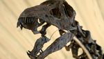 Fosil Apatosaurus Terbesar dan Terlengkap Ini Bakal Dilelang