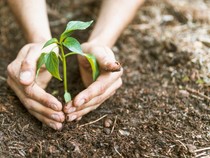 Hukum Menanam Pohon di Makam, Boleh atau Tidak dalam Islam?