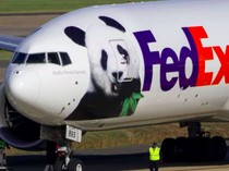 Naik Panda Express, Dua Panda Raksasa Tiba di Washington