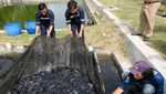 Pernah Lihat Ikan Beong? Begini Proses Panennya