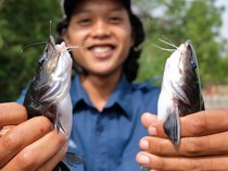 Pernah Lihat Ikan Beong? Begini Proses Panennya