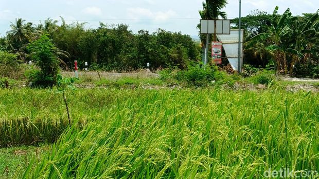Patok tol Jogja-Solo-YIA yang melintasi sawah milik Ngatiyem di Sumberrahayu, Moyudan, Sleman, Senin (14/10/2024).