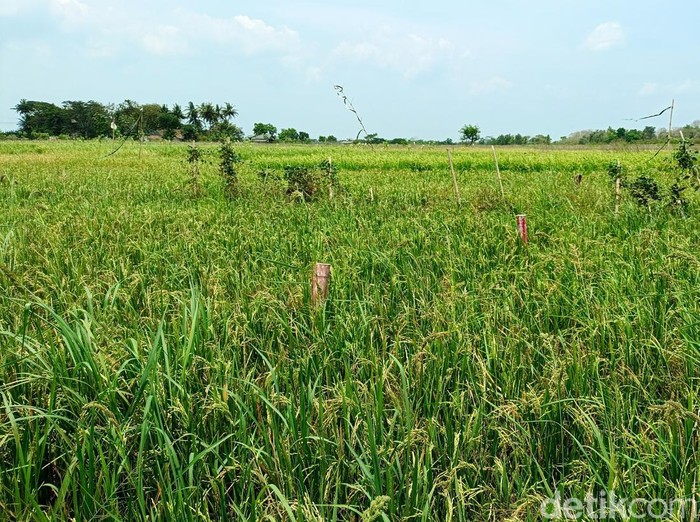 Patok tol Jogja-Solo-YIA yang melintasi sawah milik Ngatiyem di Sumberrahayu, Moyudan, Sleman, Senin (14/10/2024).