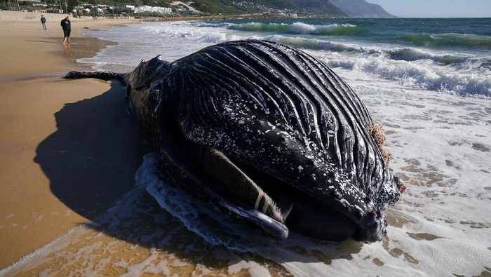 Penampakan Paus Bungkuk Mati Terdampar di Afrika Selatan Fishermen and environmental workers struggle in the waves to attach a tow line to a deceased Humpback whale washed up on Longbeach Simonstown in Cape Town, South Africa October 15, 2024. REUTERS/Nic Bothma