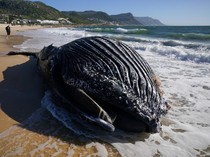 Penampakan Paus Bungkuk Mati Terdampar di Afrika Selatan