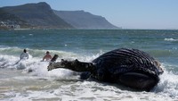 Sekawanan besar paus bungkuk telah bermain-main di False Bay selama beberapa hari. Kedatangan mereka bertepatan dengan Festival Angkatan Laut SA awal bulan ini, yang telah menyaksikan lebih banyak lalu lintas laut dari biasanya.    