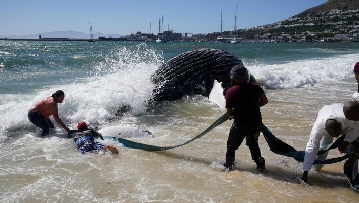 Penampakan Paus Bungkuk Mati Terdampar di Afrika Selatan Fishermen and environmental workers struggle in the waves to attach a tow line to a deceased Humpback whale washed up on Longbeach Simonstown in Cape Town, South Africa October 15, 2024. REUTERS/Nic Bothma