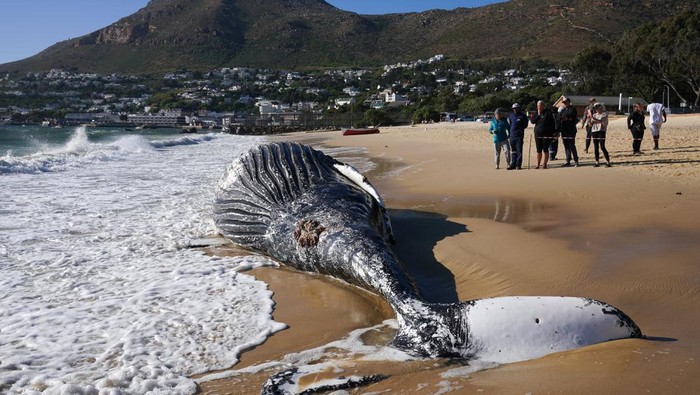Fishermen and environmental workers struggle in the waves to attach a tow line to a deceased Humpback whale washed up on Longbeach Simonstown in Cape Town, South Africa October 15, 2024. REUTERS/Nic Bothma