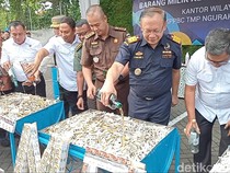 12 Juta Rokok Ilegal Dimusnahkan, Modus Didistribusikan ke Toko Kelontong