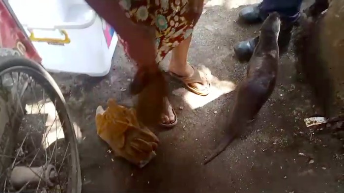 Seekor hewan berang-berang kabur dari rumah tuannya di Halim Perdanakusuma, Jaktim. Kaburnya spesies mamalia air itu dilaporkan warga ke petugas damkar. (dok Damkar Jaktim)