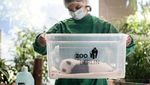 Si Gemas Bayi Panda Siap Sapa Pengunjung Kebun Binatang Berlin