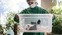 Bayi panda seberat 2,5 kg (sekitar lima pon) itu akan bergantian menyapa publik yang mengaguminya di Taman Panda kebun binatang selama sekitar satu jam sehari mulai pukul 1.30 siang waktu setempat.