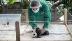 Si Gemas Bayi Panda Siap Sapa Pengunjung Kebun Binatang Berlin
