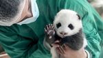 Si Gemas Bayi Panda Siap Sapa Pengunjung Kebun Binatang Berlin