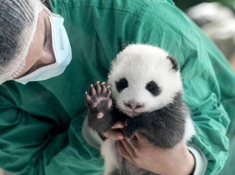 Si Gemas Bayi Panda Siap Sapa Pengunjung Kebun Binatang Berlin