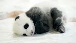 Si Gemas Bayi Panda Siap Sapa Pengunjung Kebun Binatang Berlin