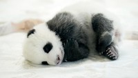 Panda raksasa betina hanya mampu bereproduksi selama sekitar 72 jam setahun, dan fragmentasi habitat alami membuat hewan-hewan tersebut sulit untuk menemukan satu sama lain pada waktu kawin.