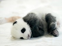 Panda Purba Hidup di Eropa Sebelum Migrasi ke China, Pemakan Daging Bukan Bambu