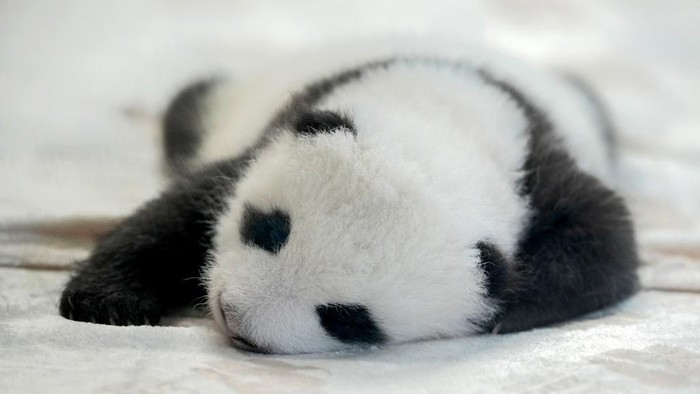 One of the newly born twin panda bear cubs is presented to the media at the Zoo in Berlin, Germany, Tuesday, Oct. 15, 2024. (AP Photo/Ebrahim Noroozi)