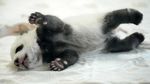 Si Gemas Bayi Panda Siap Sapa Pengunjung Kebun Binatang Berlin