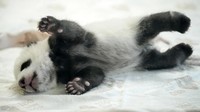 Kebun Binatang Berlin tengah berambius untuk meningkatkan kesadaran masyarakat tentang pelestarian alam melalui panda-panda yang menggemaskan dan bermata sipit ini, yang akan membantu menyoroti pentingnya melindungi spesies yang terancam punah dan habitatnya.
