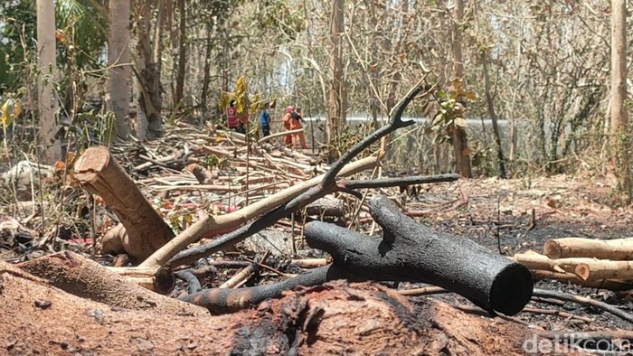 Tim Damkar saat melakukan pendinginan di area hutan jati Dusun Selo Timur, Kalurahan Hargorejo, Kapanewon Kokap, Kulon Progo, Rabu (16/10/2024) siang.