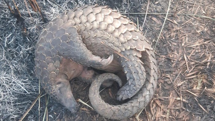 Trenggiling mati akibat kebakaran lahan di TN Way Kambas.