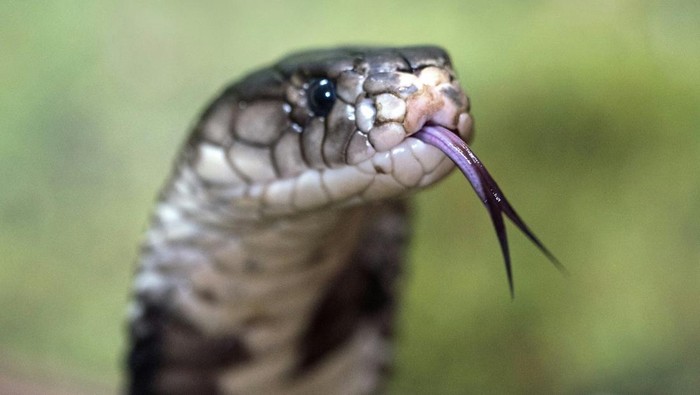 Ular king cobra atau ular kobra raja