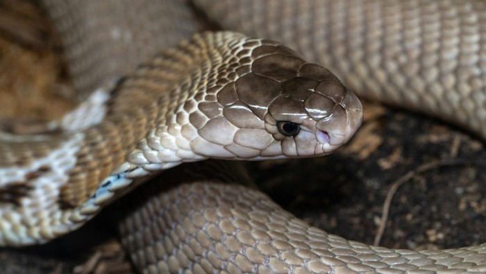 Ular king cobra atau ular kobra raja