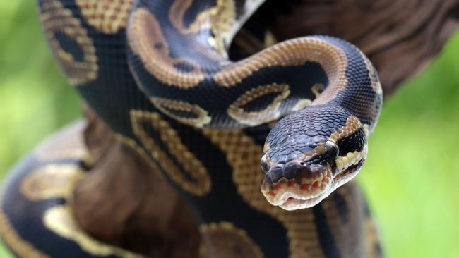 Ular xorda eshakni uradilar