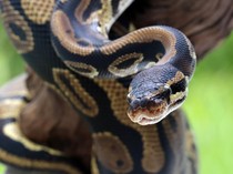 Nahas Petugas Damkar Pekalongan Diserang Sanca 7 Meter hingga Masuk RS