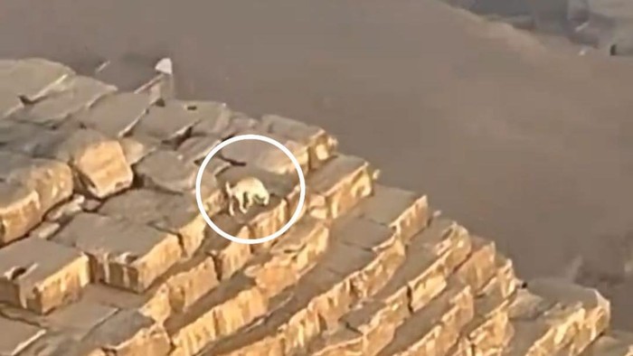 Anjing di atas Piramida Giza, Mesir.