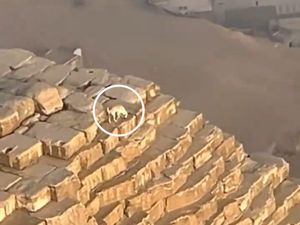 Heboh Anjing di Atas Piramida, Sempat Dikira Anubis