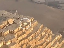 Tak Terduga, Penerbang Paralayang Temukan Anjing di Puncak Piramida Giza